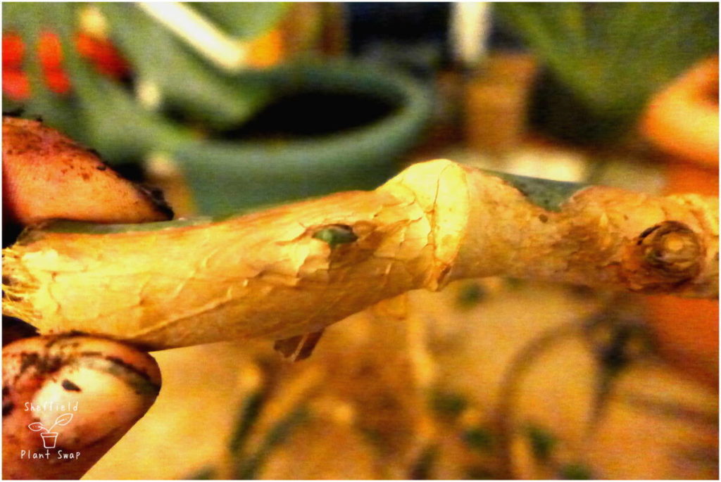 Monstera stem just before a new sprout emerges