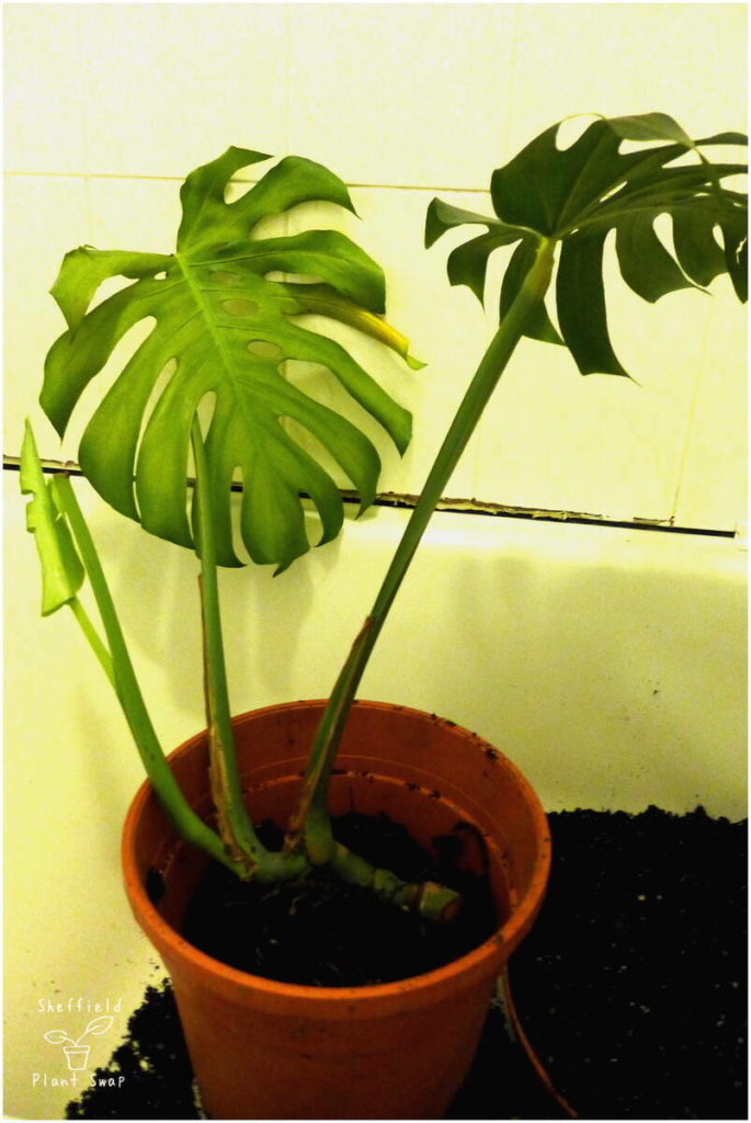 Monstera cutting with leaves, aerial roots and stem