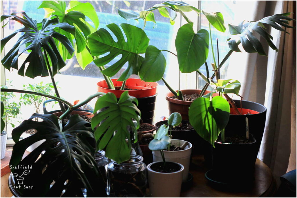 All my monstera plants on a table