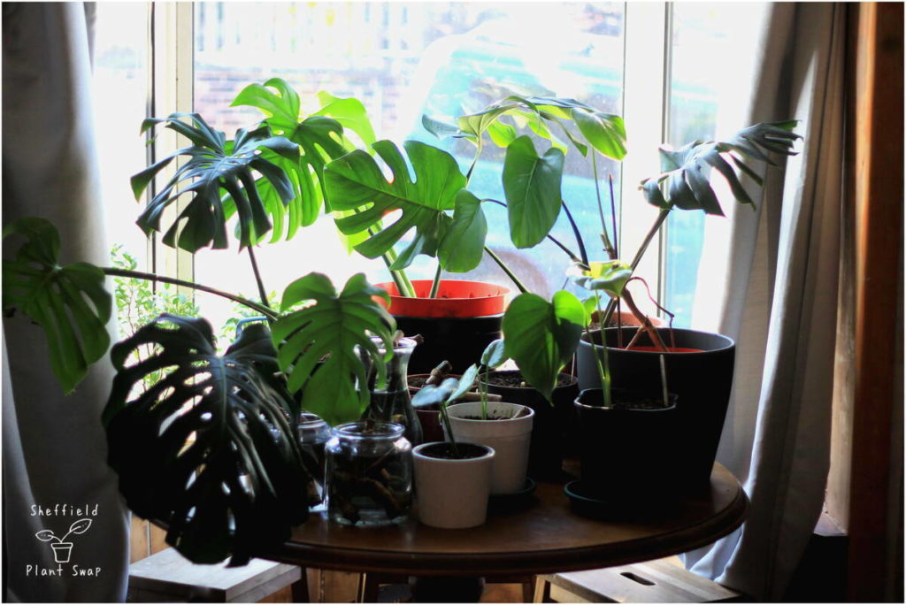 My family of Monstera plants covering an entire table