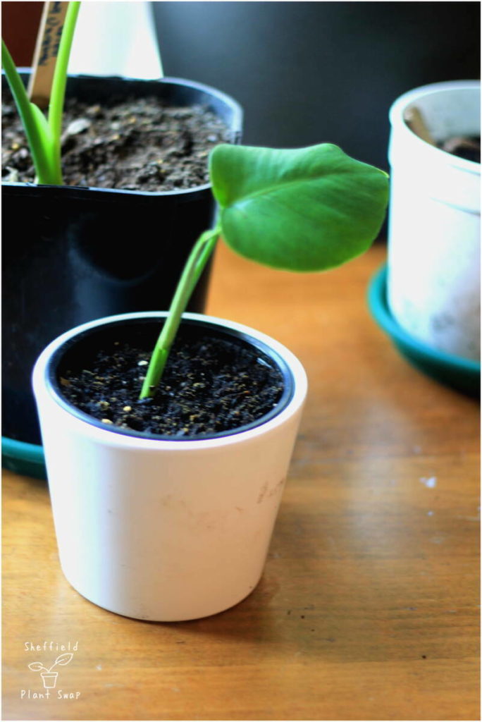 Baby Monstera plant propagated from a stem cutting