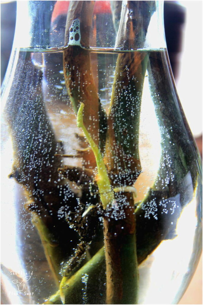 Stem cutting sprouting a new leaf underwater