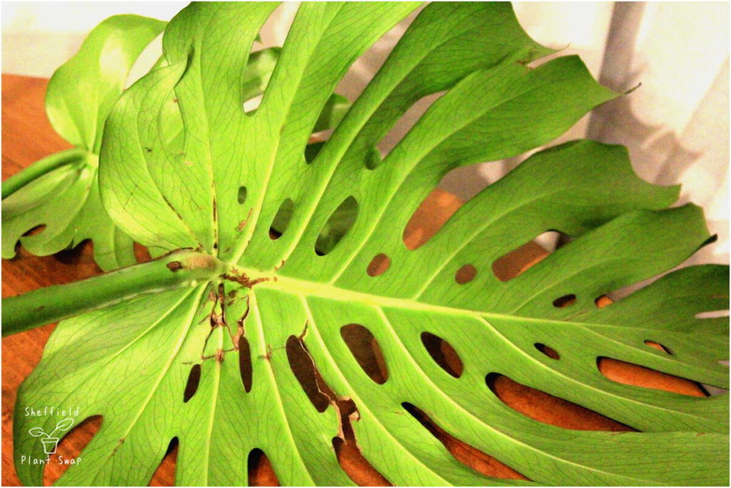 Monstera leaf showing damage to back