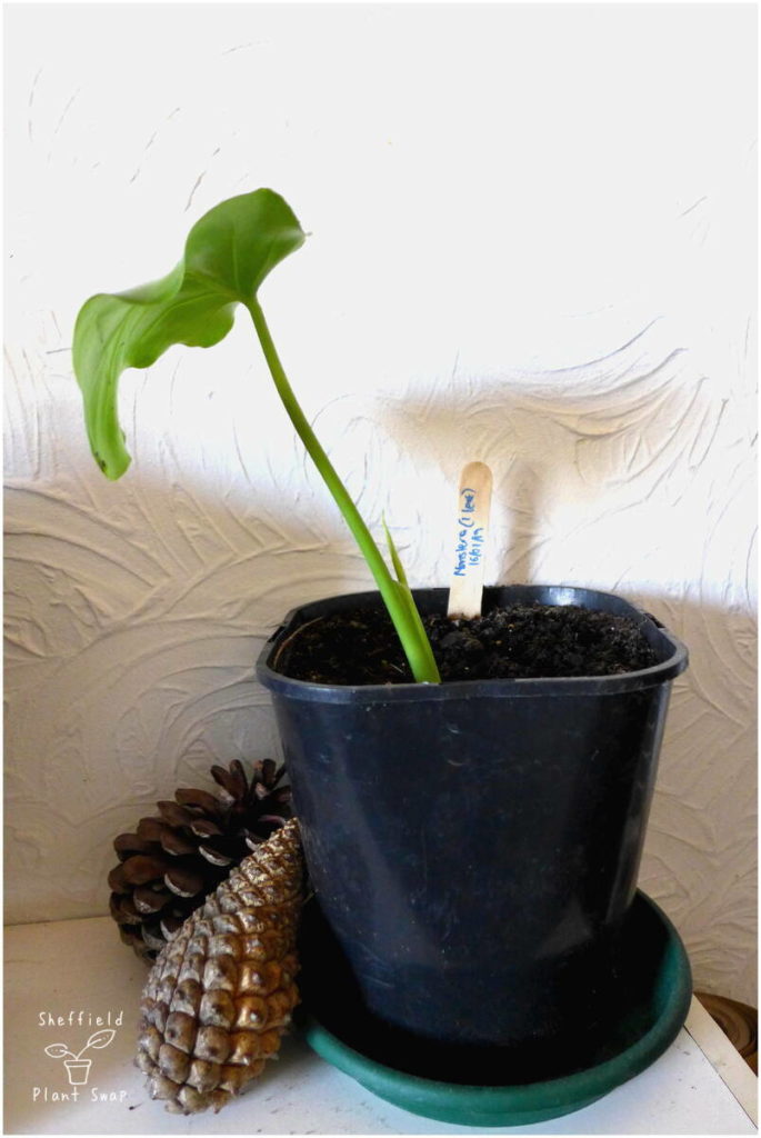 Baby monstera plant grown from a stem cutting