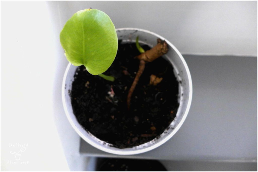 Baby Monstera plant propagated from a stem cutting