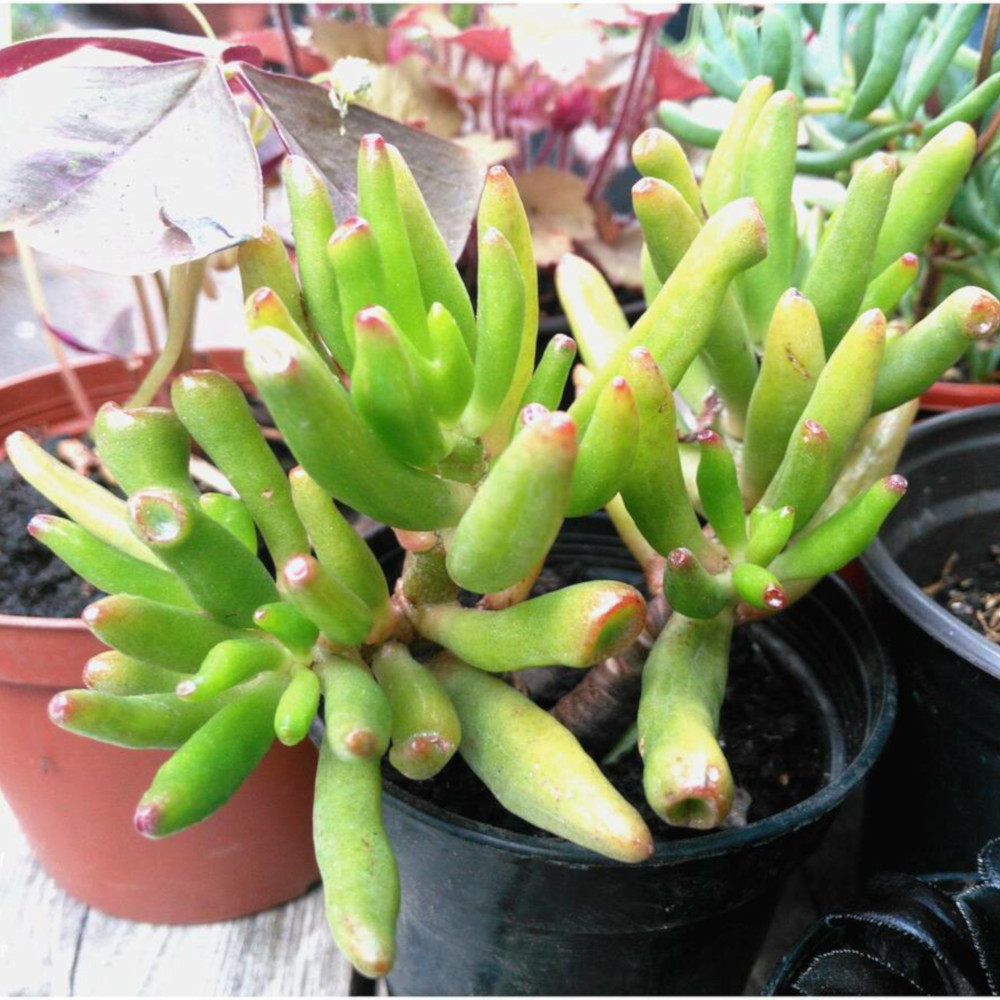 Crassula ovata Gollum (Gollum jade plant) in a pot at plant swap