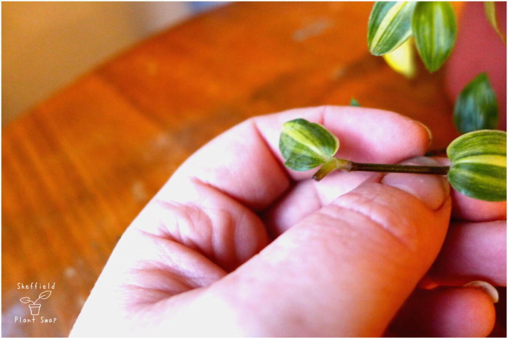 Picture showing where new growth will appear on trimmed Tradescantia stem