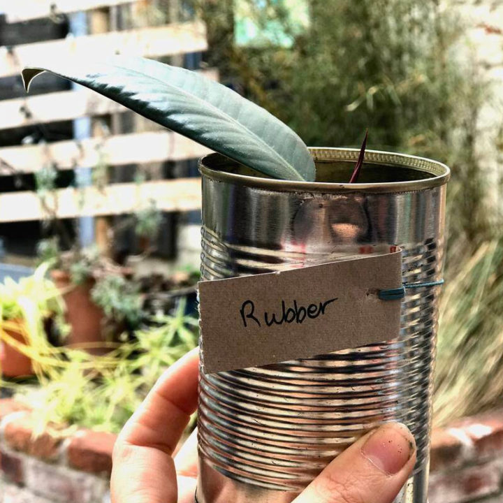 Rubber plant cutting potted in a recycled tin can