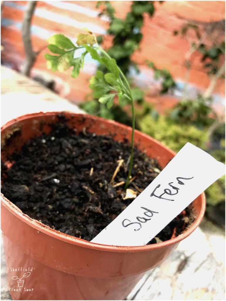Picture of a unidentified plant with a homemade label saying 'sad fern'