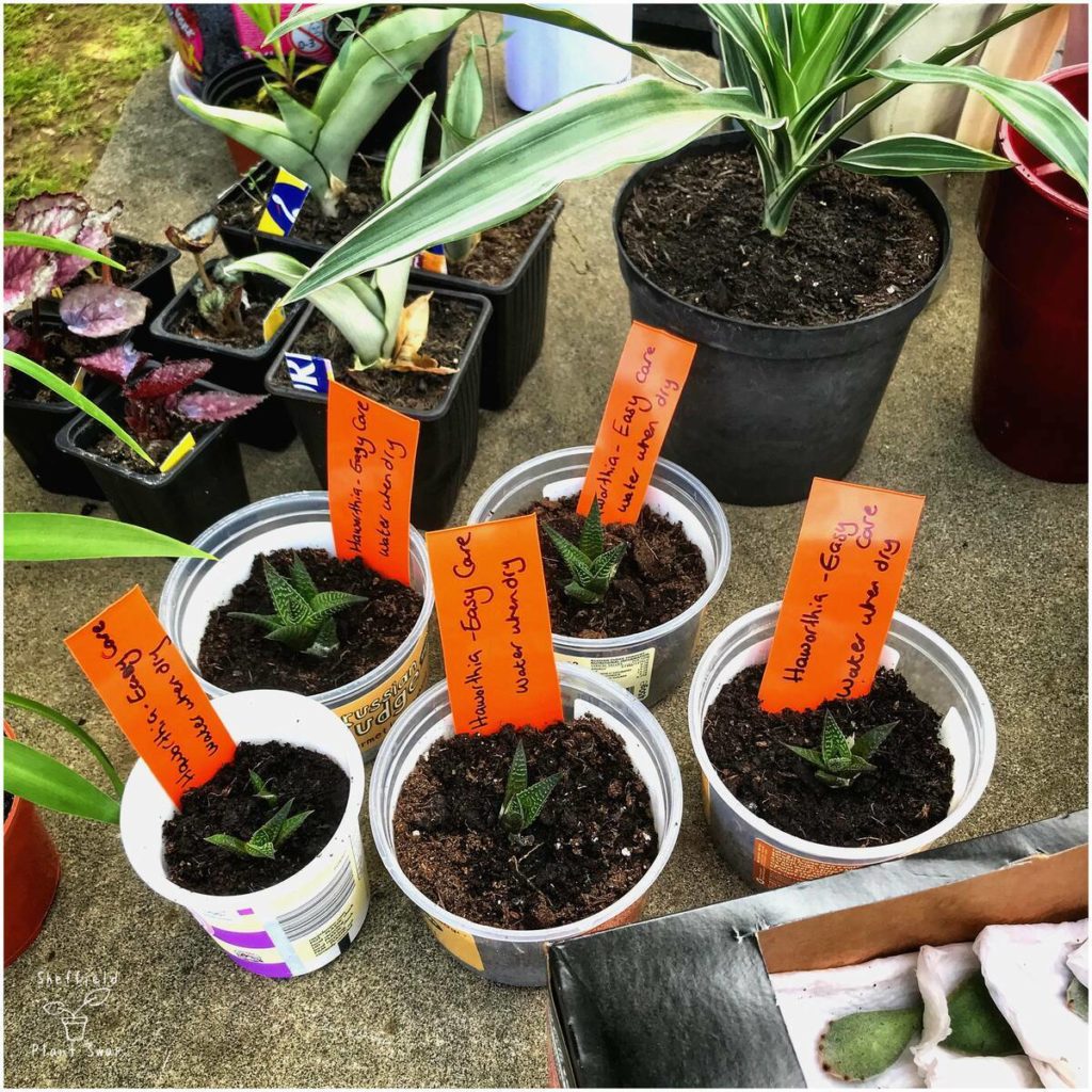 Labelled plants at plant swap