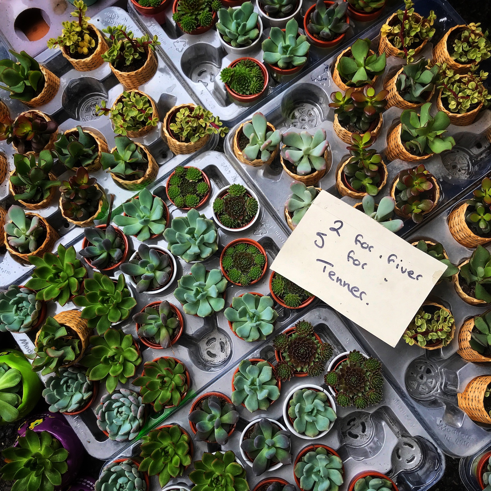 Trays full of succulent and cactus plants