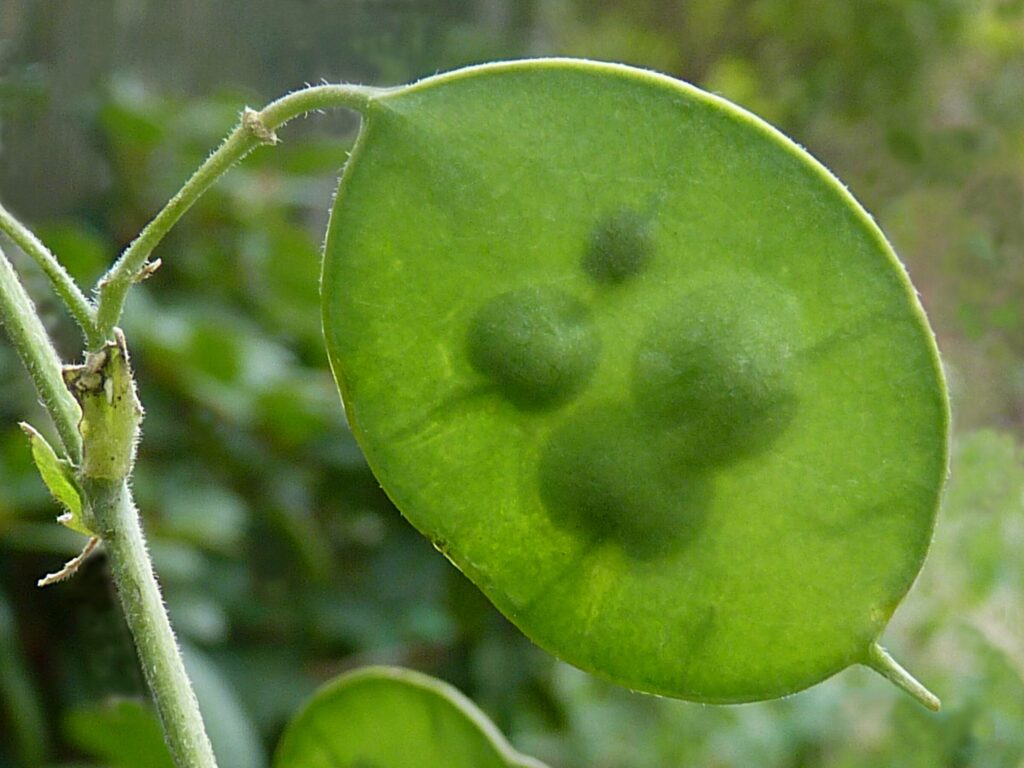 Lunnaria annua (Money Plant, Honesty, Moon Plant)