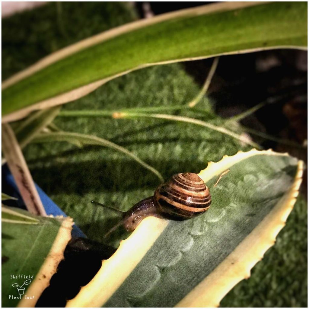 Snail on an aloe leaf
