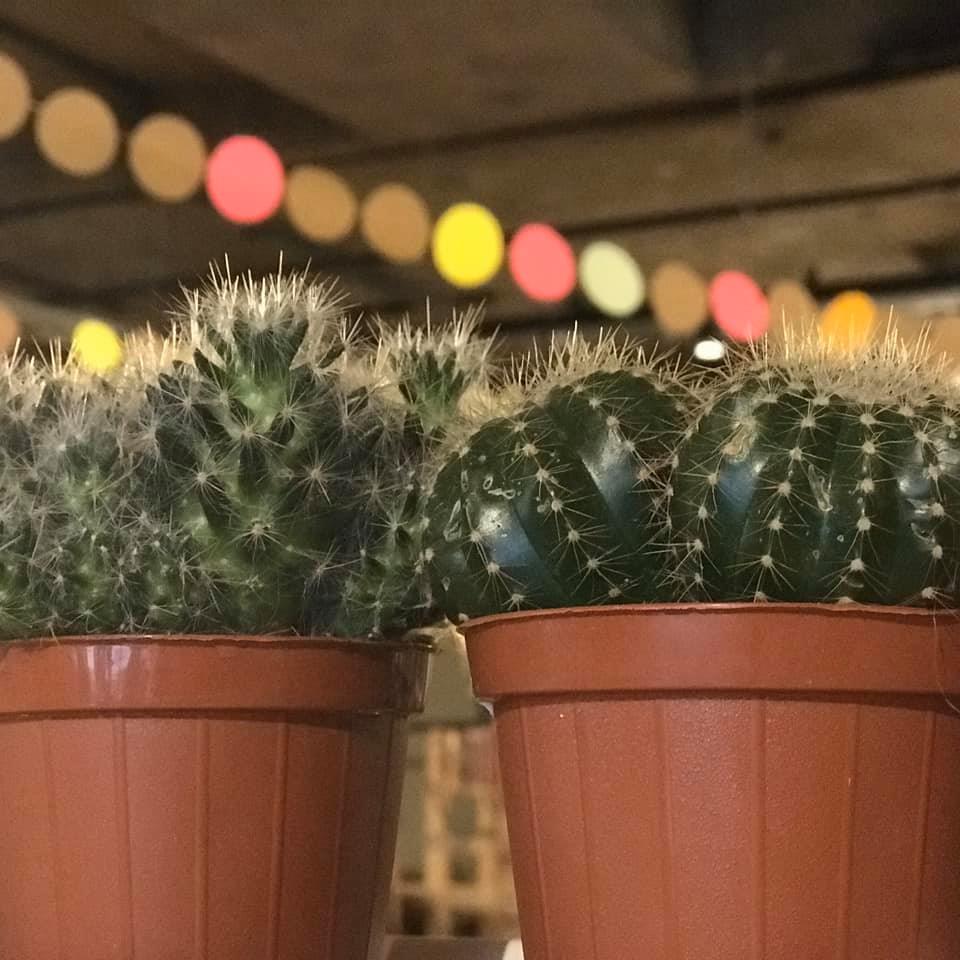 Pictures of cacti at Sheffield plant swap