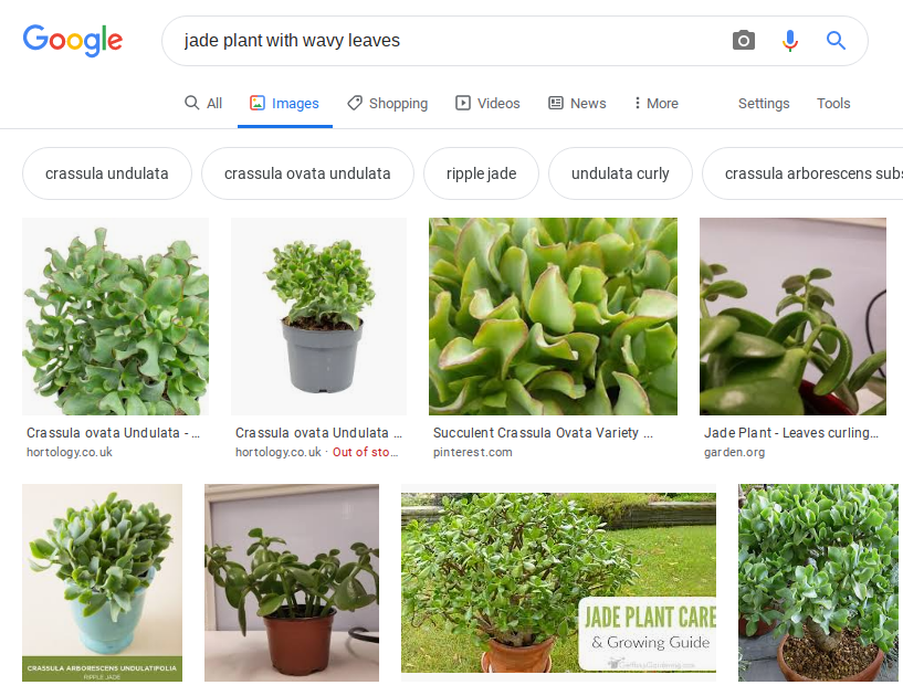 Screenshot of a image search for a 'jade plant with wavy leaves'