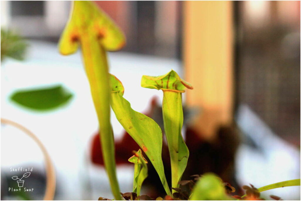 Carnivorous pitcher plant (Sarracenia)