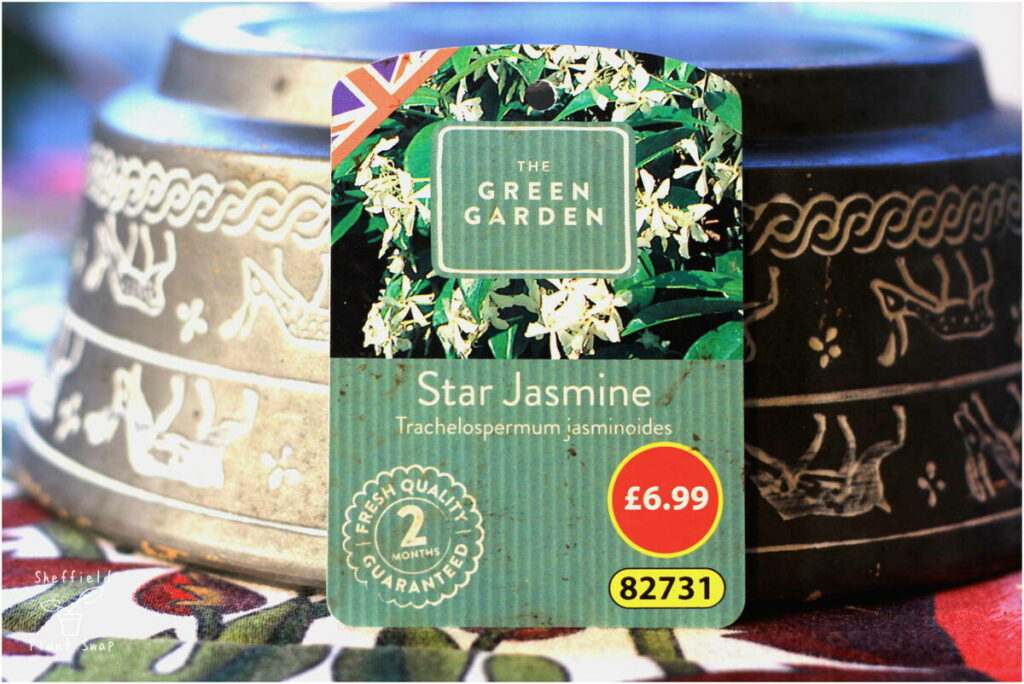 Picture of a plant label showing the plant name and scientific name of a star jasmine plant.