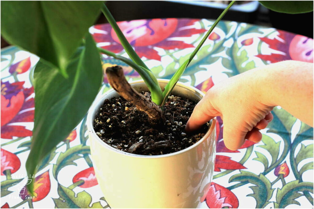 Using a finger to test when to water your houseplant