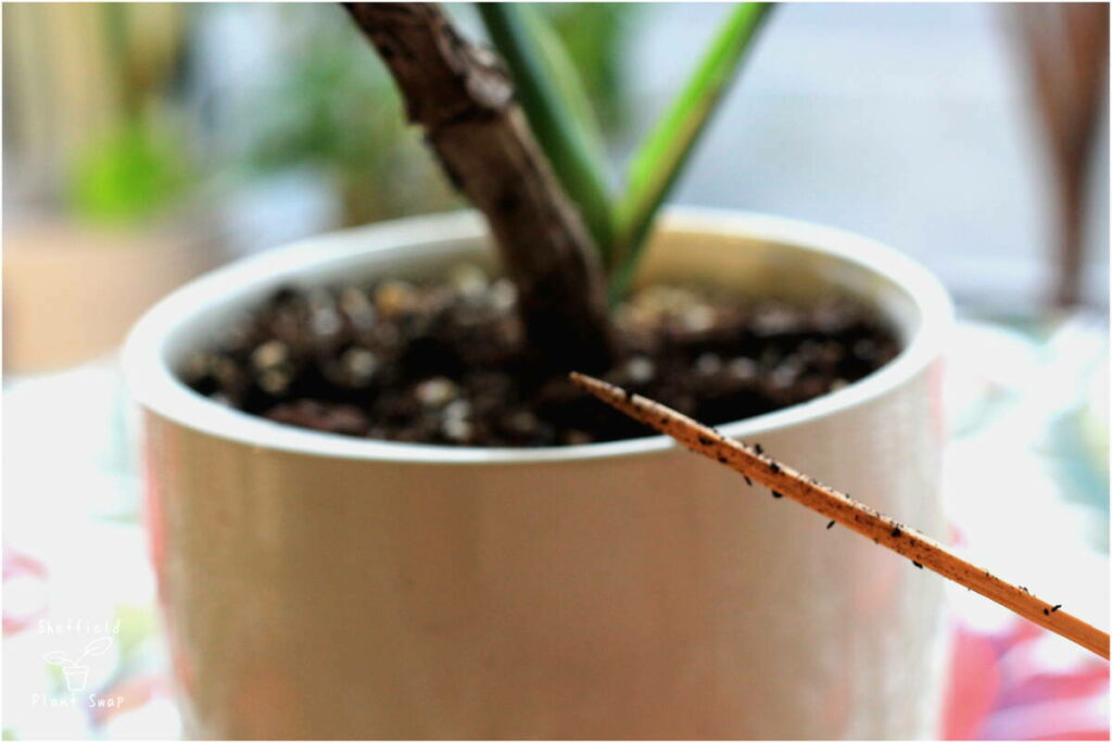 Using a skewer to test when to water your houseplant
