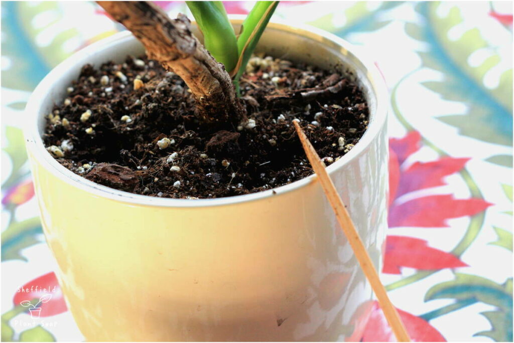 Using a skewer to test when to water your houseplant
