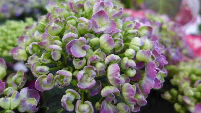 Close up of Hydrangea flowers